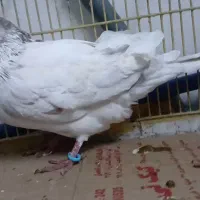 کفتر پرشی جوان