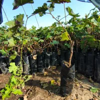 نهال انگور ریشه لخت