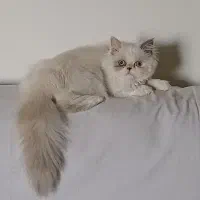 پرشین اشرافی فلت