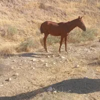 مادیان و کوره نر|حیوانات مزرعه|هلیلان, |دیوار