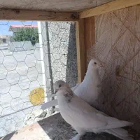 کفتر پرشی|پرنده|ازنا, |دیوار