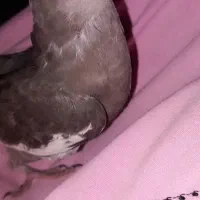 جوجه عروس هلندی