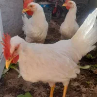 مرغ و خروس