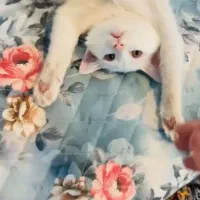 واگذاری گربه زیبا|گربه|کرمانشاه, |دیوار