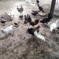 خروس گلین اصل مرغ گیر