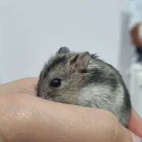 همستر کمپل|موش و خرگوش|قم, پردیسان|دیوار