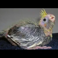 جوجه 30 روزه عروس هلندی سرلاکی