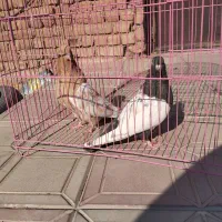 کبوتر سینه ای نر و ماده|پرنده|عجب شیر, |دیوار