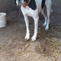 پوینتر۴ساله
