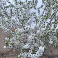 هرس درختان میوه پذیرفته میشود صددرصد تضمینی