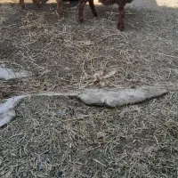 ۳ عدد بره ماده