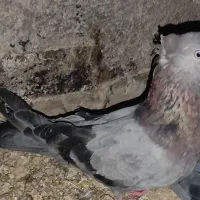 ماده سبز|پرنده|شهرضا, |دیوار