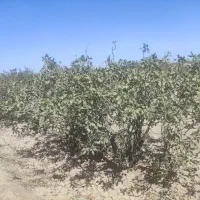 اجاره باغ پسته فندقی