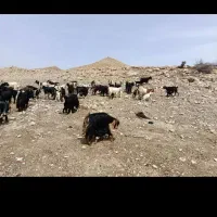۲۰ راس بز کهره دار یکدست جوان و سرحال