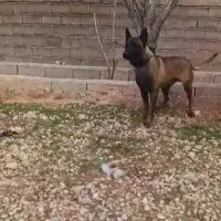 مالینویز نر