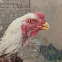 خروس لاری|حیوانات مزرعه|تربت جام, بسیجیان|دیوار