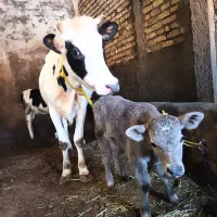 فروش گاو شیری با گوساله نر