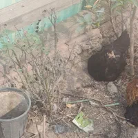 مرغ خروس|حیوانات مزرعه|مسجد سلیمان, |دیوار