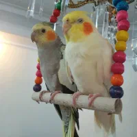 عروس هلندی جفت مولد