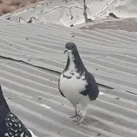 خوشرنگ ماده . تهرونی ساعتی