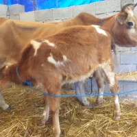 گاو با گوساله نر سیمینتال|حیوانات مزرعه|ماسال, |دیوار