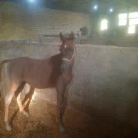 اسب و کره اسب مادیان