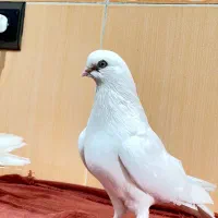 ۱۲عدد|پرنده|مهاباد (آذربایجان غربی), |دیوار