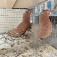 جفت راعبی سرخ (مولد هم موجوده) برای برکت و روزی|پرنده|تهران, مینای جنوبی|دیوار