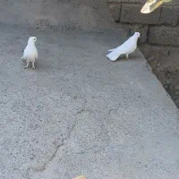 سلام جفت سفید کلاهی قلمپر سرحال|پرنده|عنبرآباد, |دیوار