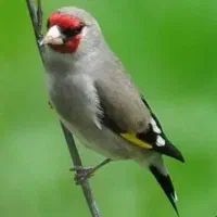 سهره دهن لر و زنگی