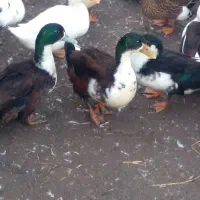 اردک محلی ارگانیک