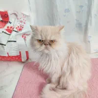 پرشین بازیگوش وباحال|گربه|مشهد, امام خمینی|دیوار