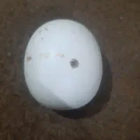 یک عددسنگ الماس آسیاب