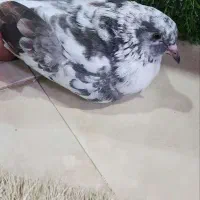 کوتر|پرنده|آمل, |دیوار