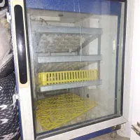 دستگاه جوجه کشی سالم