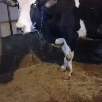 گاو جوان آبستن