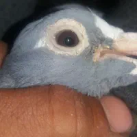 کفتر مسافتی|پرنده|بیرجند, |دیوار