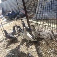 کبوتر همه نا بلد|پرنده|زاهدان, |دیوار