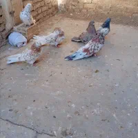 5عددسرور یک سبزجم دونه ای1000000تومان|پرنده|میانه, |دیوار