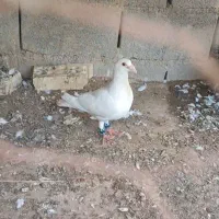 کبوتر دورگ رنگی و پلاکی