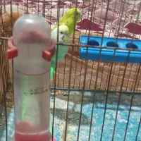 مرغ عشق با یک جوجه