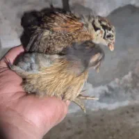 جوجه مرغ محلی ۴۰ روزه|حیوانات مزرعه|جم, |دیوار