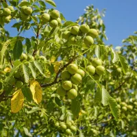 خرید نهال گردو فرانسوی با فرصت محدود|حراج|ابهر, |دیوار