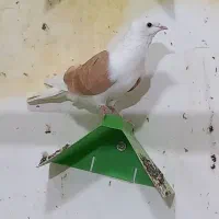 ۱۲کبوتر دوری اندیمشکم