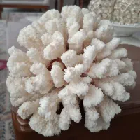 سنگ مرجان زیبا