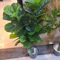 درختچه های مصنوعی وارداتی|گل مصنوعی|تهران, ابوذر|دیوار