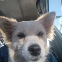 پامرین روباهی