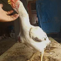 خروس و مرغ لاری حجازی