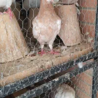 جوجه سینه ای کاکلی یا کله دمبی|پرنده|اصفهان, ارغوانیه|دیوار