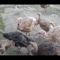 فروش جوجه بوقلمون  جوجه مرغ ۳ ماهه|حیوانات مزرعه|اسالم, |دیوار